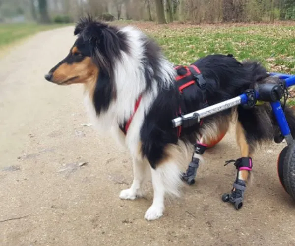 Maximus Skates - A Pair (two skates) in Blue for Wheelchair Dogs
