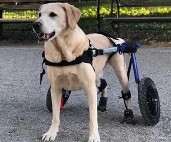 Maximus Skates - A Pair (two skates) in Blue for Wheelchair Dogs