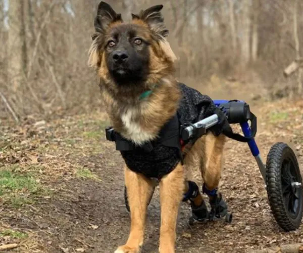 Maximus Skates - A Pair (two skates) in Blue for Wheelchair Dogs