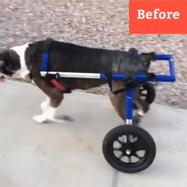 Maximus Skates - A Pair (two skates) in Blue for Wheelchair Dogs