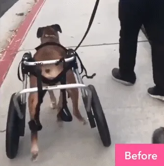 Maximus Skates - A Pair (two skates) in Blue for Wheelchair Dogs