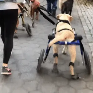 Maximus Skates - A Pair (two skates) in Blue for Wheelchair Dogs