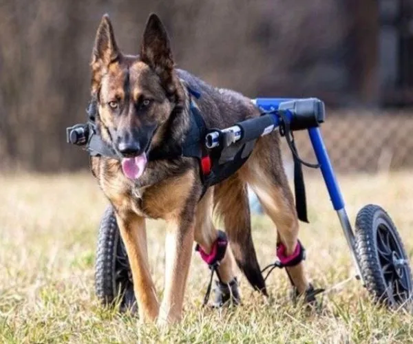 Maximus Skates - A Pair (two skates) in Blue for Wheelchair Dogs