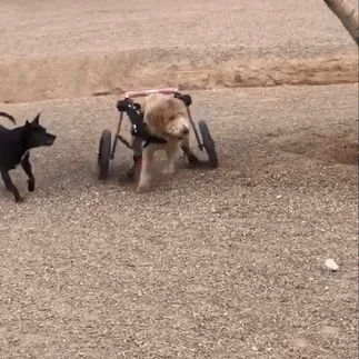 Maximus Skates - A Pair (two skates) in Blue for Wheelchair Dogs